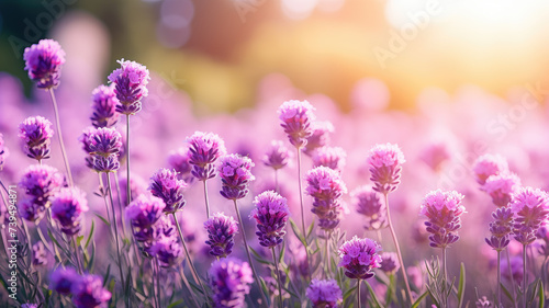 Beautiful floral spring background. Close up of lavender field against the light