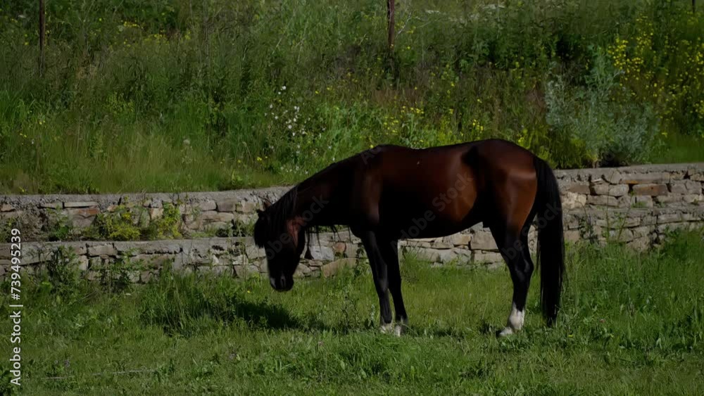 A bay horse grazes in a vibrant meadow, enclosed by an old stone wall. Elegant Bay Horse Grazing in a Lush Meadow by a Stone Wall A bay horse grazes in a vibrant meadow, enclosed by an old stone wall. Elegant Bay Horse Grazing in a Lush Meadow by a Stone Wall