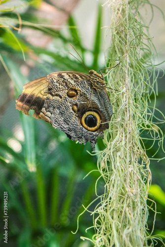 Owl Butterfly on soft green hanging moss