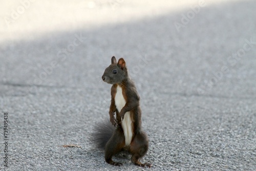 Eichhörnchen in der Stadt.