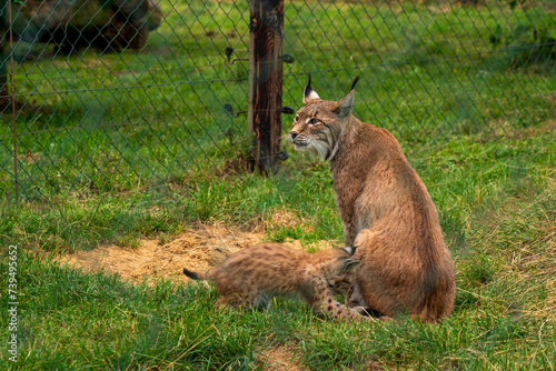 A lynx with offspring in the zoo.