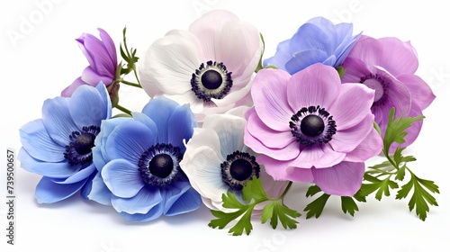 Blue and mauve anemone flowers isolated on white background