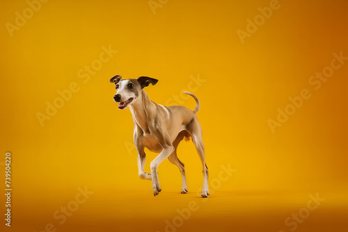 Joyful Canine Prance on a Sunny Banner Hue Background: Captivating Dog Portrait