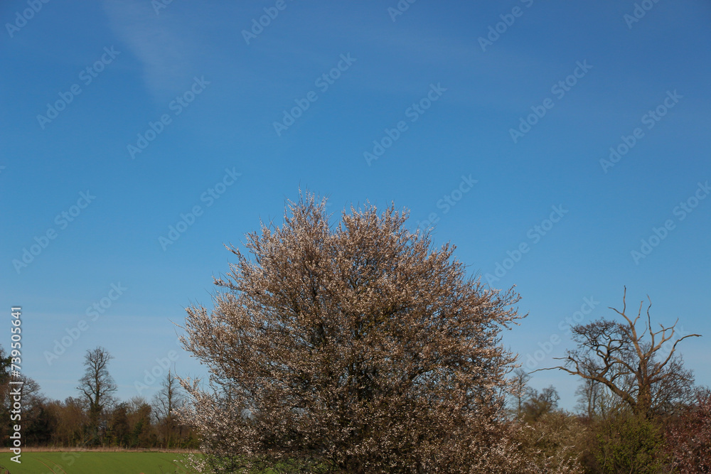 Plants and trees colouring the fields and woodland around Hertfordshire in the south east of England just outside the city of London Plants and trees colouring the fields and woodland around Hertfordshire in the south east of England just outside the city of London