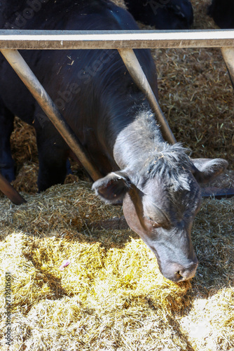 Cows grazing on hay at foxholes Farm in hertford