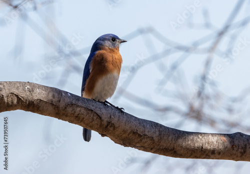 A male Eastern Bluebird perches on the alert for his mate.