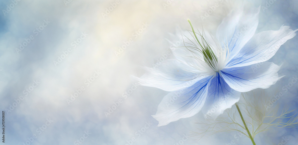 Niebieski kwiat. Puste miejsce na tekst - obrazy, fototapety, plakaty 