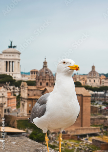 Möwe vor dem Ausblick auf Forum Romanum in Rom