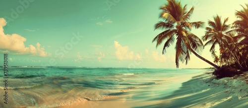 wallpapers of beach, palm, sea