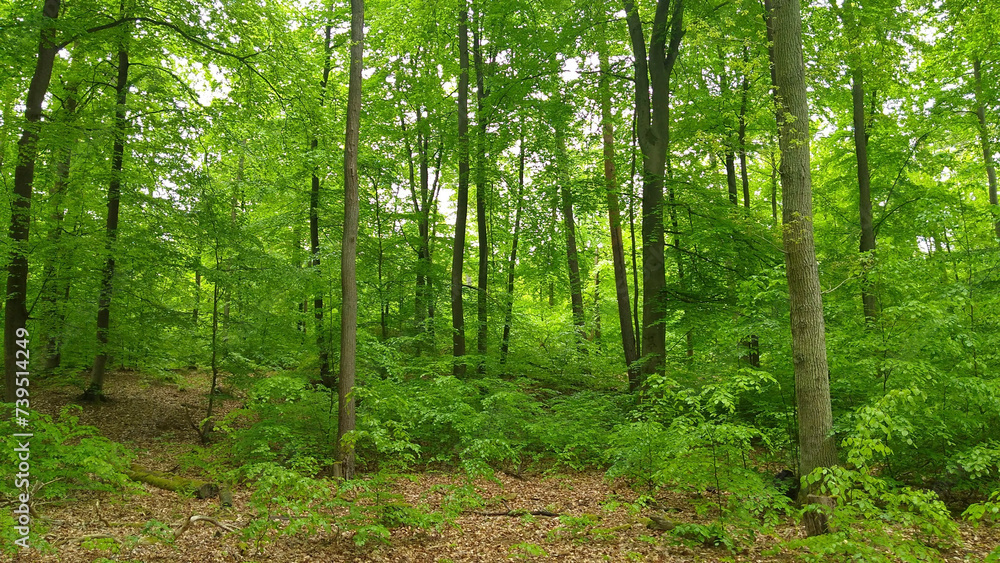 Fototapeta premium Trees in a green forest, spring time, nature series.