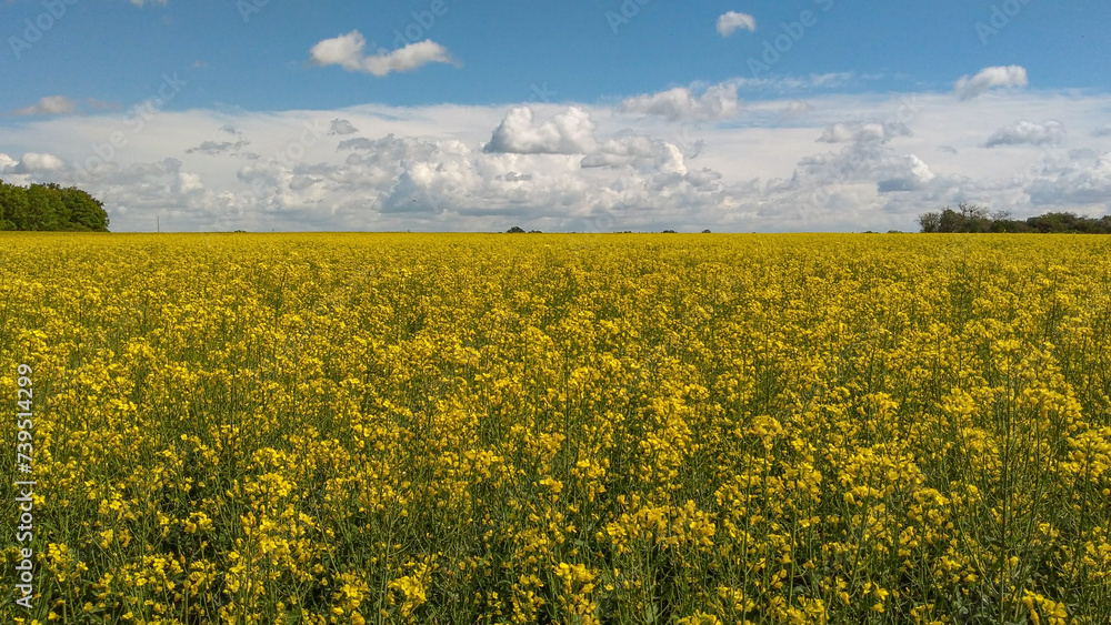 Obraz premium A field of yellow colza with a blue sky and white clouds