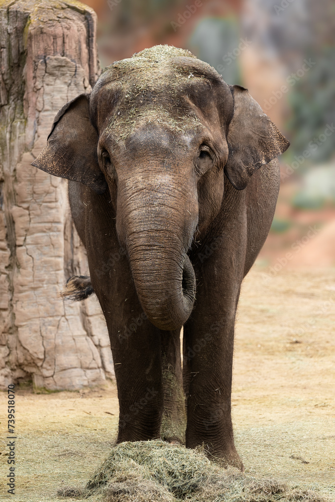 Serene Asian elephant standing facing forward with hay on its head. Serene Asian elephant standing facing forward with hay on its head.