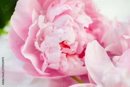 Pink peonies in full bloom, elegantly displayed on a white table. A beautiful composition that captures the essence of spring. Top view. © Maryna