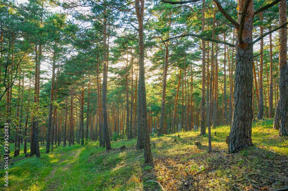 Fototapeta premium Beautiful summer forest with different trees. Pine forest beautiful background.