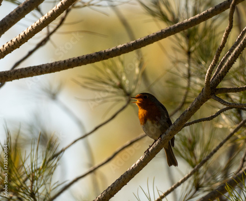 cardinal on a branch