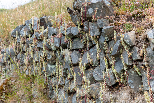 Close up of navelwort (umbilicus rupestris) plants growing out of a wall photo