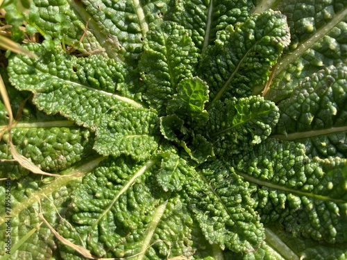 Pretty natural close-up on a green plant's middle part