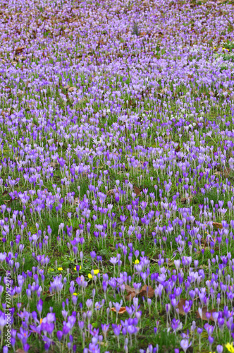 crocus flower spring flower field