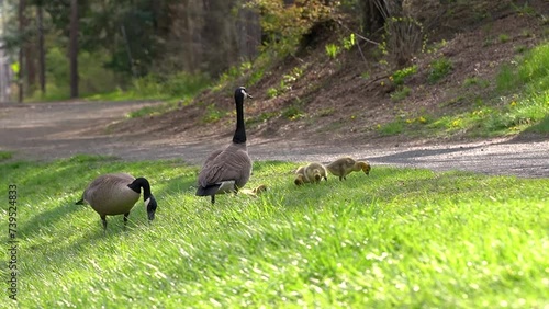 Geese and goslings spring park graze