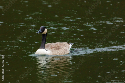 Grey wild goose, cute Water Birds Geese