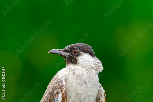 The sooty-headed bulbul (Pycnonotus aurigaster) Burung Kutilang atau Burung Cangkurileung, animal closeup photo