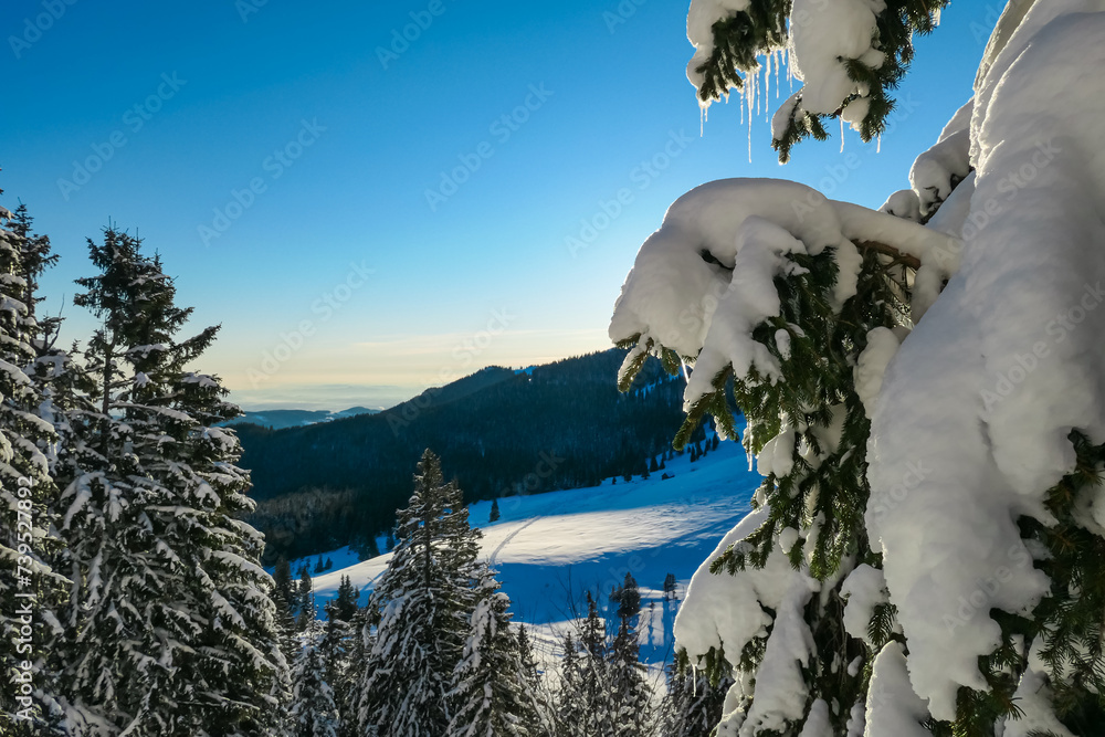 Selective focus of pine tree with icicles hanging from branches. Alpine forest on Kor Alps, Lavanttal Alps, Carinthia Styria, Austria. Winter wonderland Austrian Alps. Tranquil atmosphere in nature