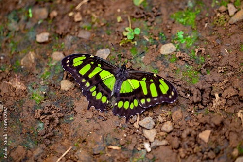 Malachite butterfly, Siproeta stelenes