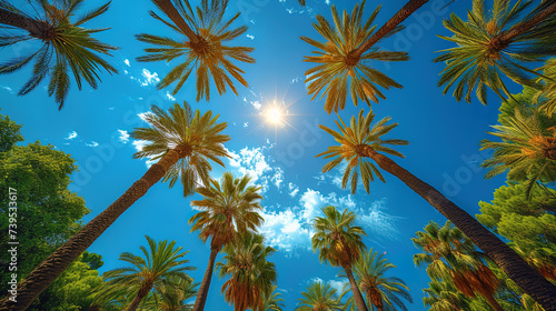 Mapal palm trees, spreading their branches to the blue sky, like a desire for heigh photo