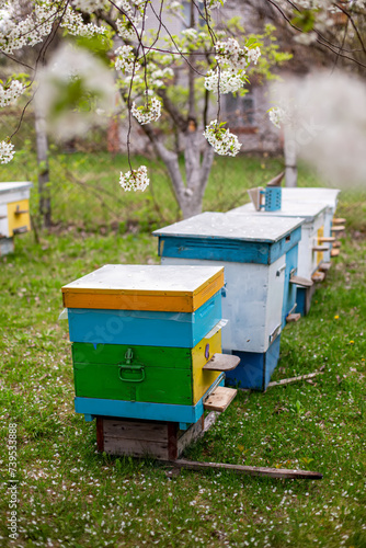 Beehives with blooming cherry trees in the spring garden.