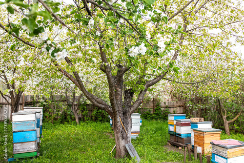 Beehives in the garden of an apple orchard in spring