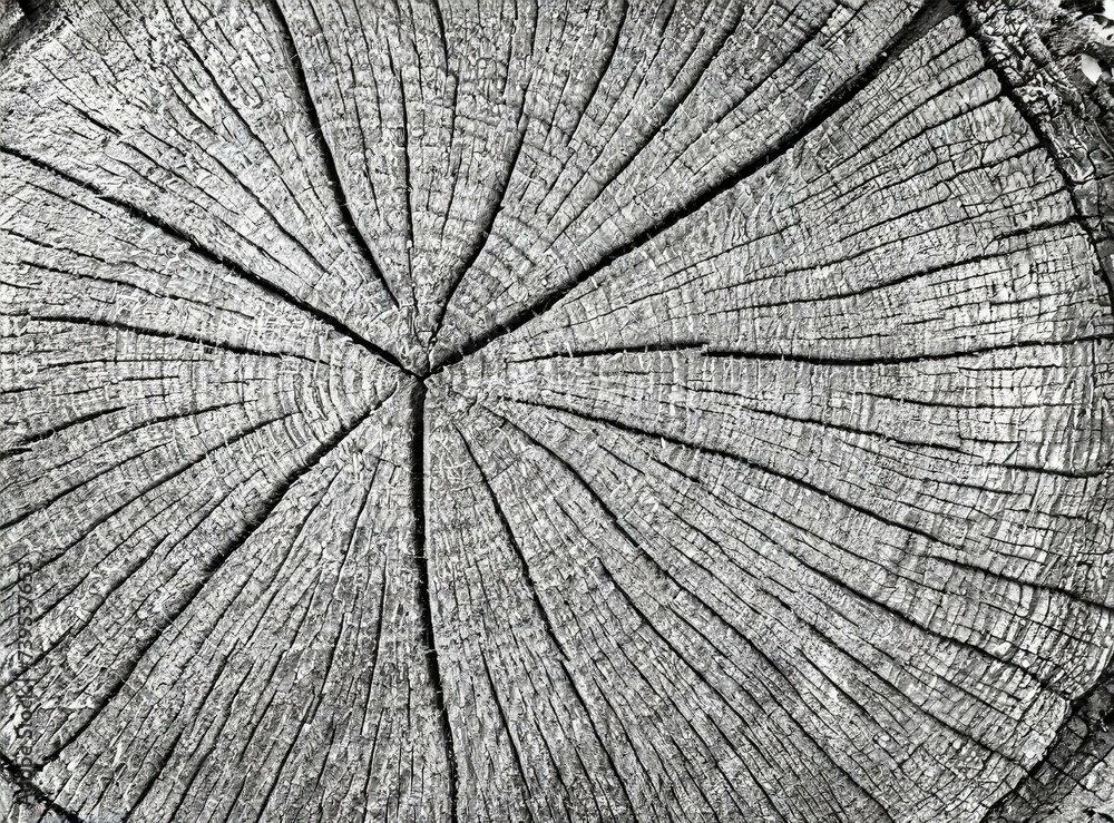 Fototapeta premium Cut wood texture 