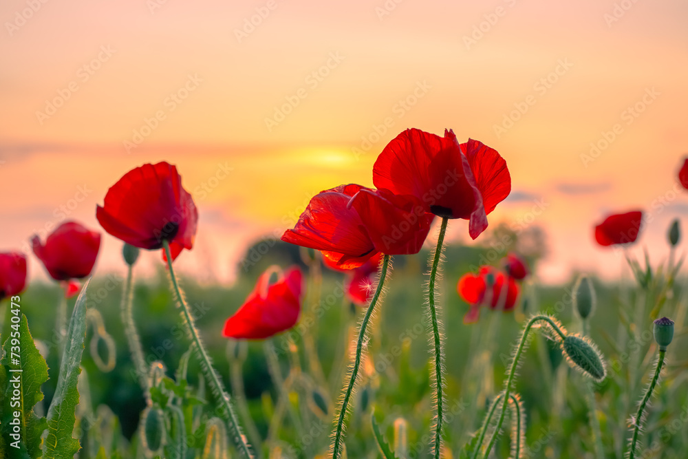 Obraz premium Beautiful bright flowers of red poppies at sunset. Floral landscape.