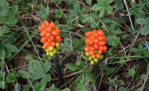 Baies rouges et vertes en grappe de Gouet tacheté (Arum maculatum) mûrissant dans la nature. photo