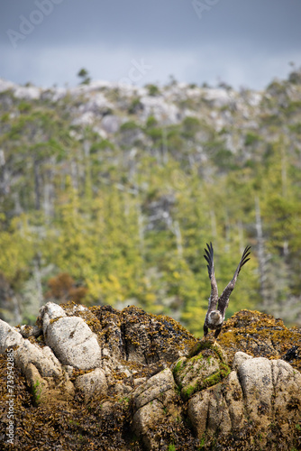 Immature or sub-adult bald eagle with wings spread for takeoff from a rock covered in seaweed, Central British Columbia, Canada