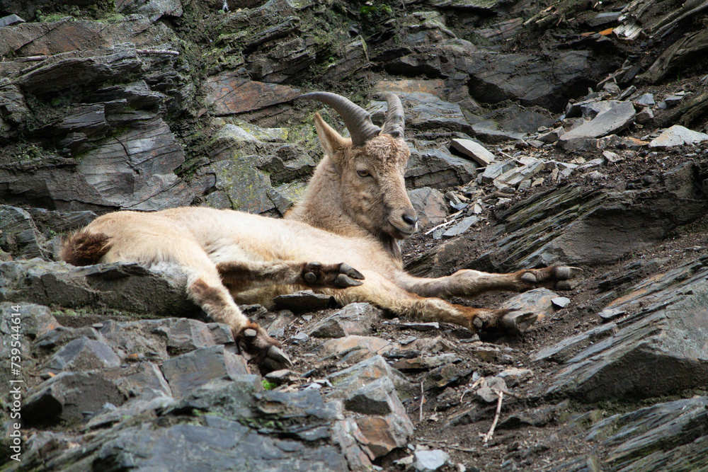Obraz premium mountain goat on the rock a beautiful background