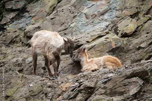 mountain goat on the rock a beautiful background