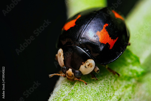 ladybug on green leaf. ladybird or coccinellidae close up. Ladybug tropical forest wildlife focus dynamic.