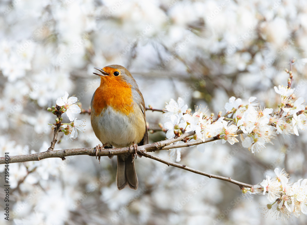 Robin perches on branch with blooming tree in background Robin perches on branch with blooming tree in background