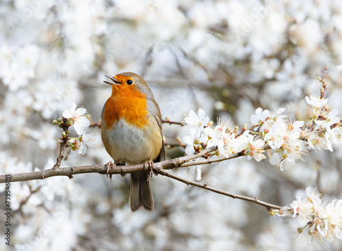 Robin perches on branch with blooming tree in background © Wirestock