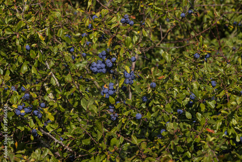 blaue Schlehen Beeren am Strauch im Herbst. photo