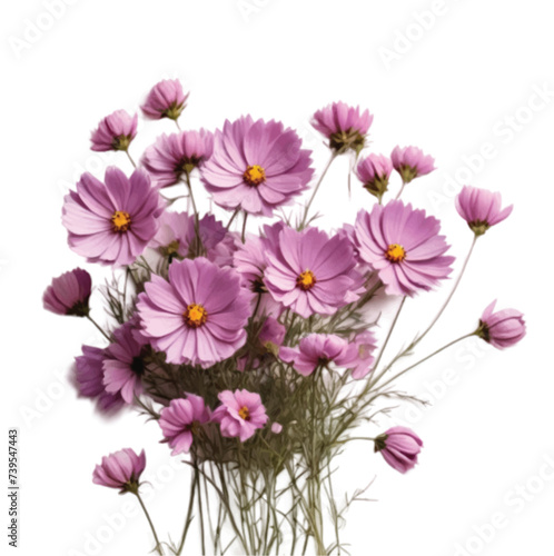 bouquet of lavender color Cosmos flowers © Shirina