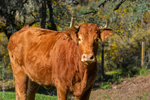Vaca ibérica mirando a cámara mientras pasta en la sierra de Jabugo, Huelva, Andalucía, España © carloskoblischek