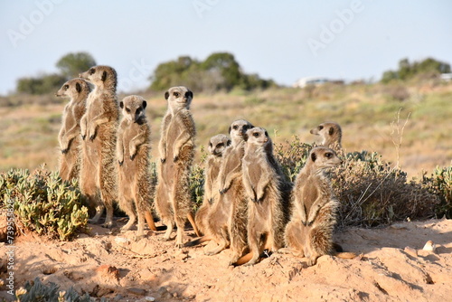 Photography Meerkat Family in Oudtshoorn | South Africa