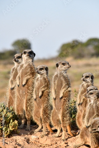 Fotografi Meerkat Family in Oudtshoorn | South Africa