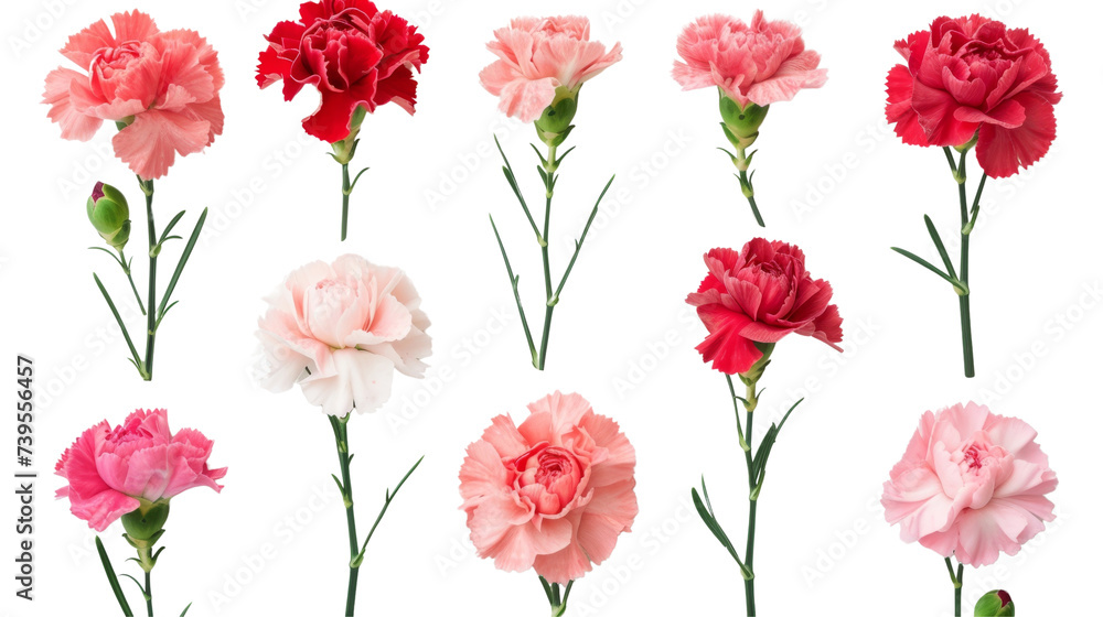 Assorted carnations in shades of pink, red, and white are neatly arranged on a clean background, ideal for varied floral themes. Assorted carnations in shades of pink, red, and white are neatly arranged on a clean background, ideal for varied floral themes.