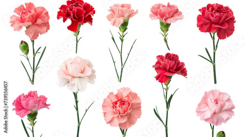 Assorted carnations in shades of pink, red, and white are neatly arranged on a clean background, ideal for varied floral themes.