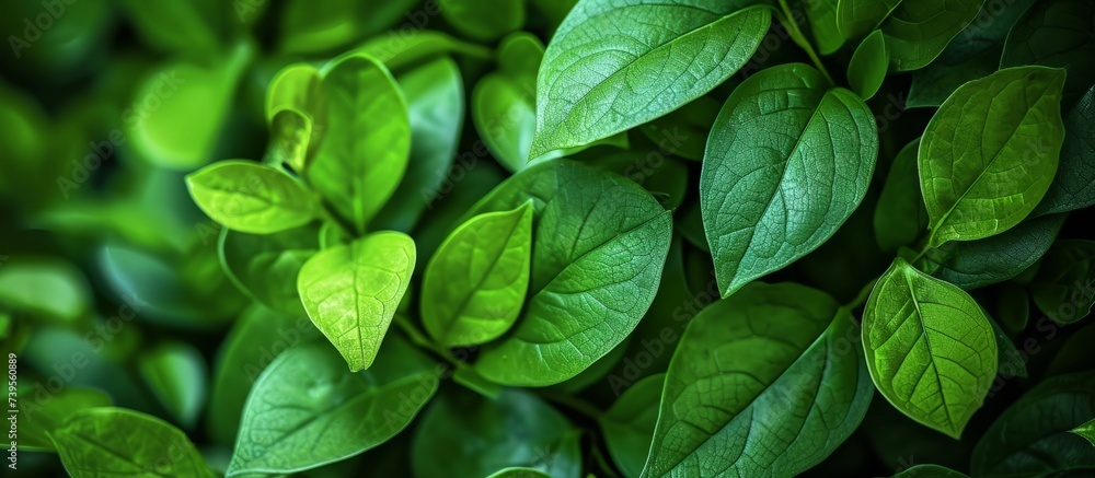 Macro photography of a vibrant green leaf under natural sunlight in the forest close up Macro photography of a vibrant green leaf under natural sunlight in the forest close up