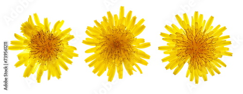 Set dandelion yellow flower isolated on white, Taraxacum officinale photo