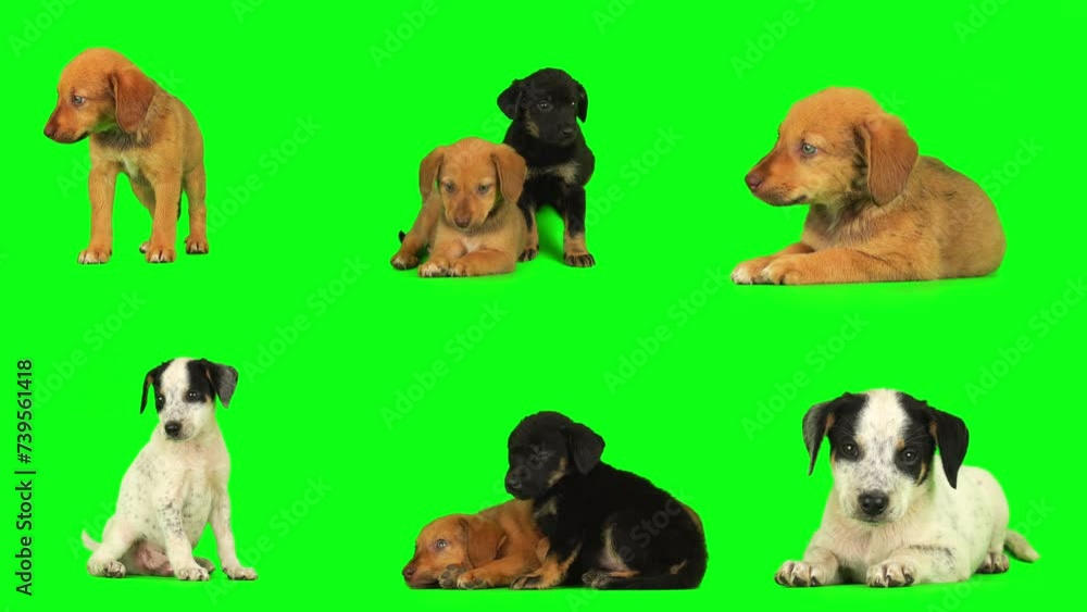 puppy dog on green background screen isolated puppy dog on green background screen isolated