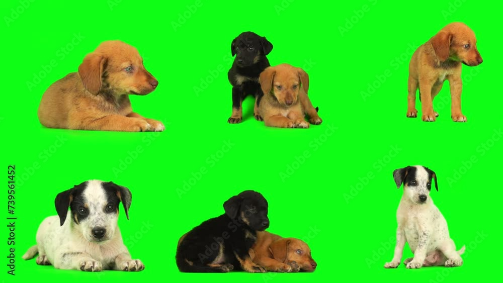 puppy dog on green background screen isolated puppy dog on green background screen isolated